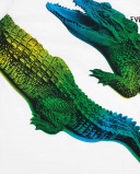 T-shirt branca de menino em malha de crocodilo Coleção